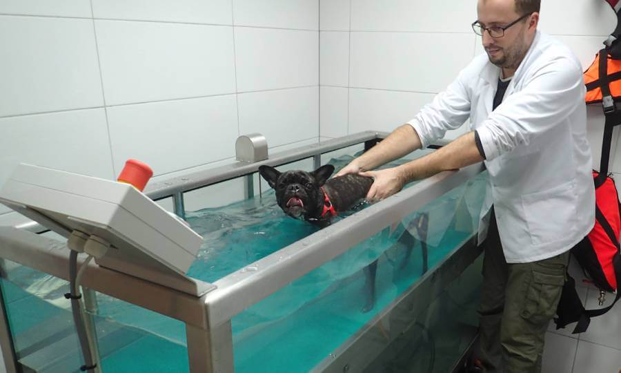 Hydroterapia - basen dla psów